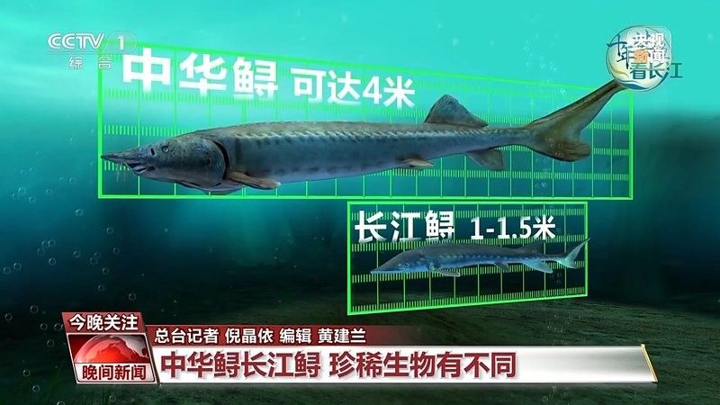 如何區(qū)分中華鱘和鱘龍魚（中華鱘與鱘龍魚的區(qū)別）