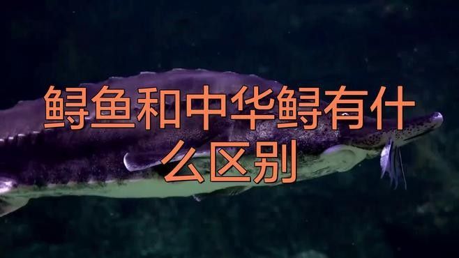 如何區(qū)分中華鱘和鱘龍魚（中華鱘與鱘龍魚的區(qū)別）