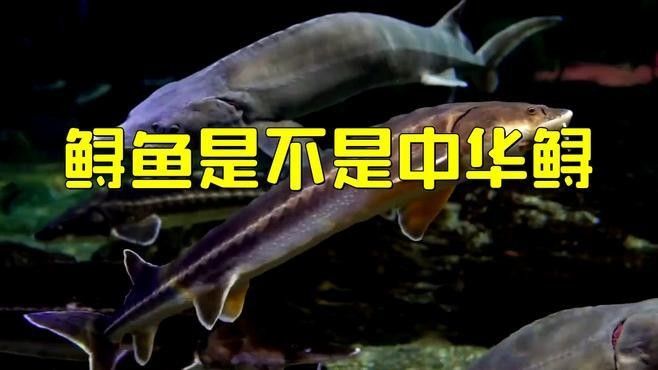 如何區(qū)分中華鱘和鱘龍魚（中華鱘與鱘龍魚的區(qū)別）