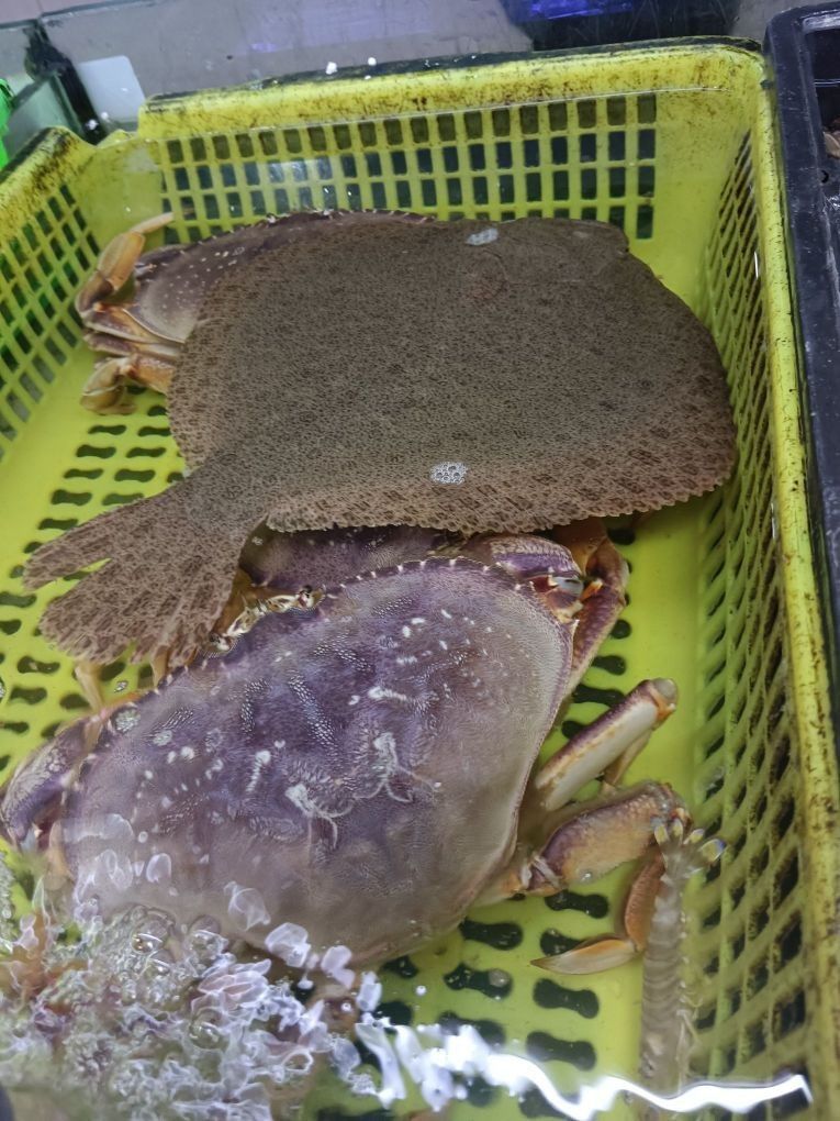 杭州哪個水族館龍魚好？祥龍魚場龍魚（杭州哪個水族館有紅龍魚）