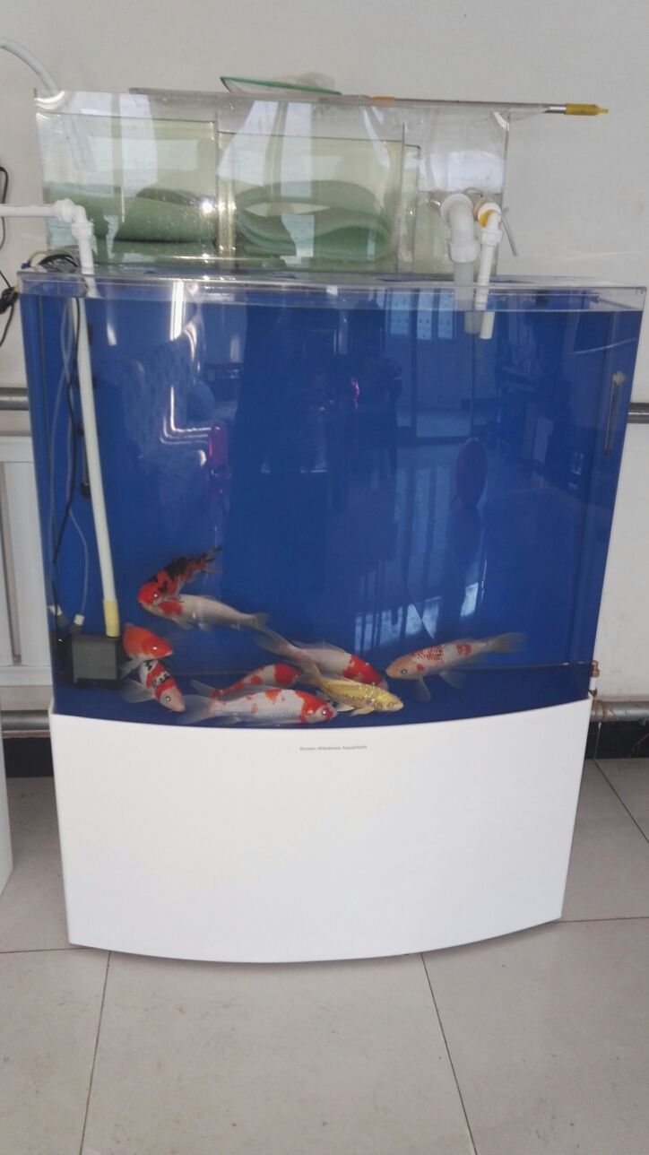 永州觀賞魚市場上過濾改造之前的過濾系統太小了魚屎根本過濾不了小泵抽不上去大泵直接從過濾棉上邊流過（新手養魚之過濾）