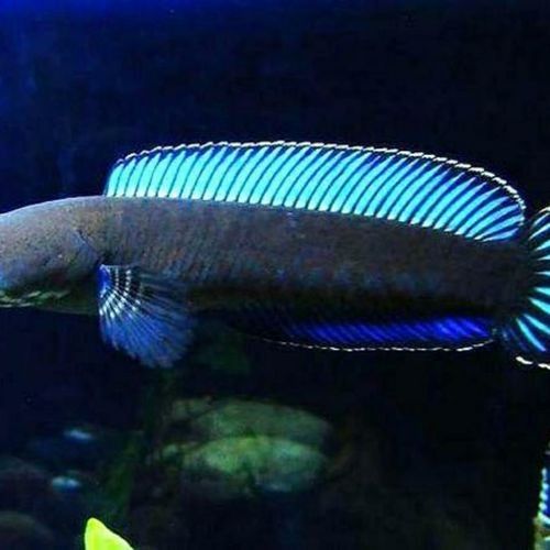 彩虹雷龍魚的價格范圍是多少（彩虹雷龍魚的價格、批發(fā)報價、價格大全）