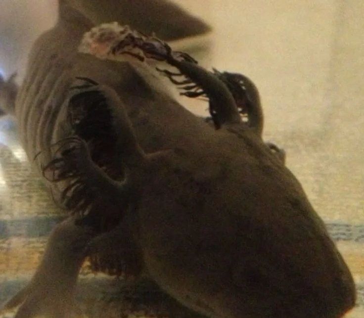 如何調(diào)節(jié)水質(zhì)以適應(yīng)六角恐龍魚（六角恐龍魚養(yǎng)殖指南:六角恐龍魚水質(zhì)調(diào)節(jié)建議）