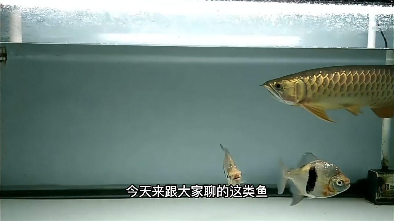 粗線銀板魚和哪些魚混養比較好（粗線銀板魚和粗線銀板魚混養需要注意什么）