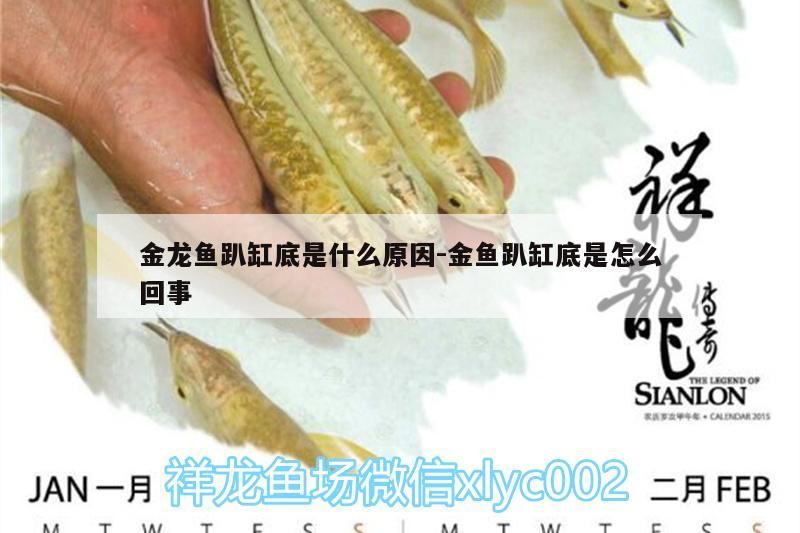金龍魚趴缸底是什么原因:金魚趴缸底是怎么回事（金龍魚趴缸底是什么原因）