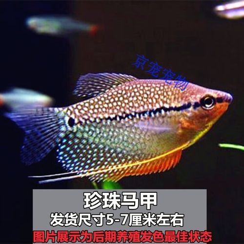 金龍魚和藍鯊的食物選擇（開封市社科聯揭秘金龍魚快速成長秘訣:科學喂食與慢養原則）