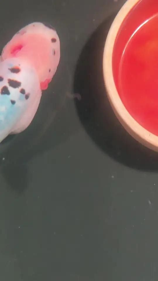 龍魚缸白色線蟲對魚有害嗎？（夏季魚缸蛋白蟲頻發掌握這些治理技巧）