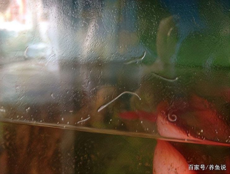 龍魚缸白色線蟲對魚有害嗎？（夏季魚缸蛋白蟲頻發掌握這些治理技巧）