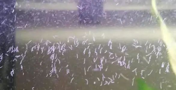 龍魚缸白色線蟲對魚有害嗎？（夏季魚缸蛋白蟲頻發掌握這些治理技巧）