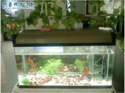 藍帆三間魚水質監測方法，關于藍帆三間魚的水質監測方法