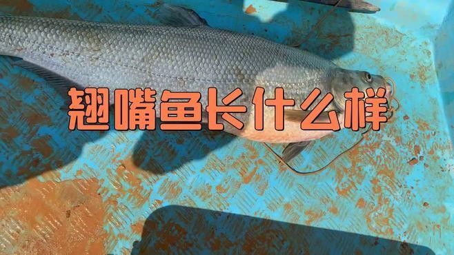 如何判斷翹嘴是否開口？（判斷一個(gè)人是否在開口（即是否在說話）可以通過觀察面部表情）