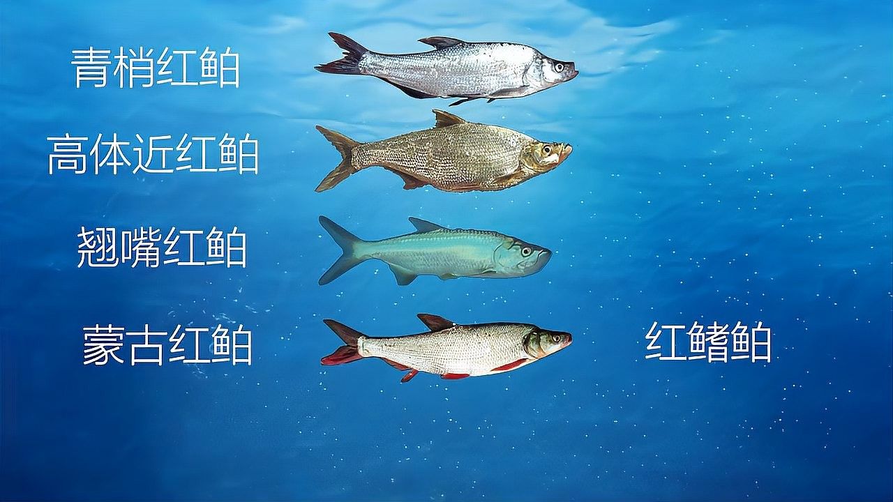 如何判斷翹嘴是否開口？（判斷一個(gè)人是否在開口（即是否在說話）可以通過觀察面部表情）
