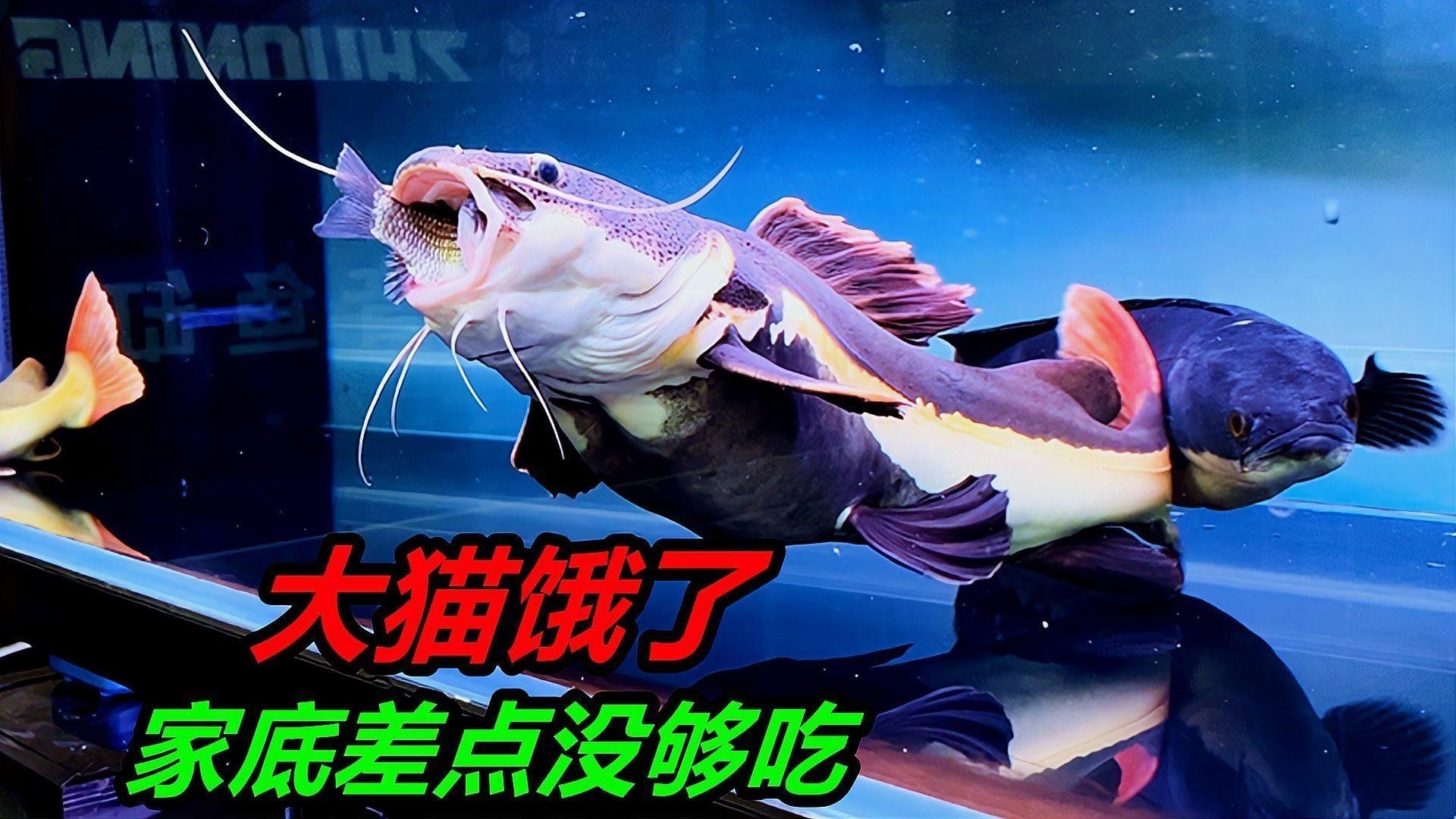如何判斷魚兒是否吃飽（怎么判斷魚兒是否吃飽）