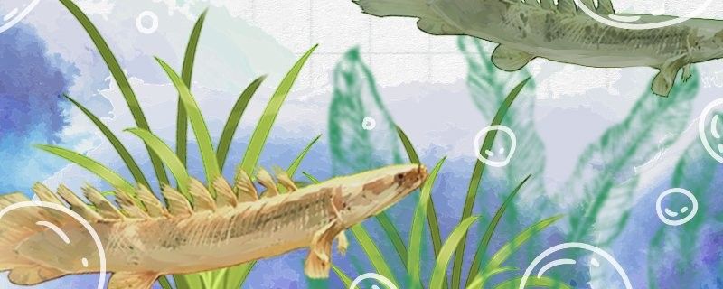 大花恐龍魚能長多大？（大花恐龍魚的飼養方法）