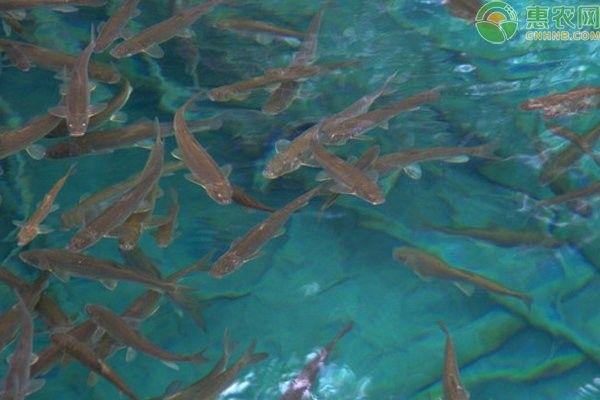 如何預防四角龍魚爛尾病（四角龍魚爛尾病的治療方法）