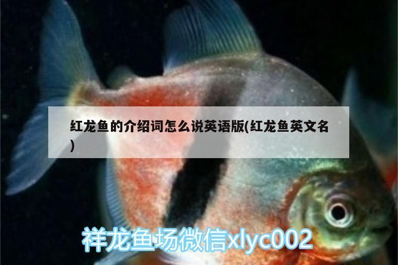 紅龍魚的介紹詞怎么說英語版(紅龍魚英文名)（紅龍魚的介紹詞怎么說）