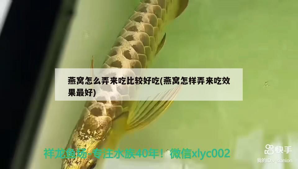 記錄第65天（祥龍水族聯(lián)盟魚友怎么評(píng)論的====）