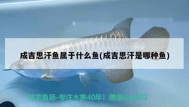 成吉思汗魚屬于什么魚(成吉思汗是哪種魚)（成吉思汗魚屬于什么魚）