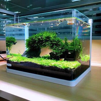 龍魚能用土霉素嗎怎么用（龍魚能用土霉素嗎怎么用的）（龍魚可以使用土霉素嗎）