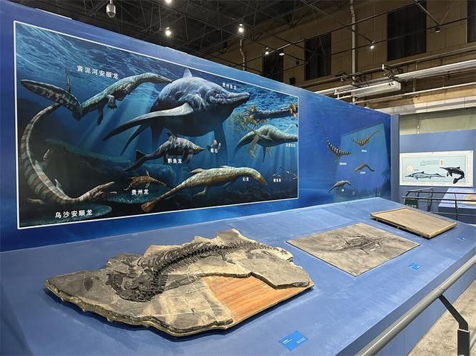恐龍魚中哪一種最具有收藏價值（哪種恐龍魚最具有收藏價值）