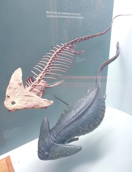 恐龍魚中哪一種最具有收藏價值（哪種恐龍魚最具有收藏價值）