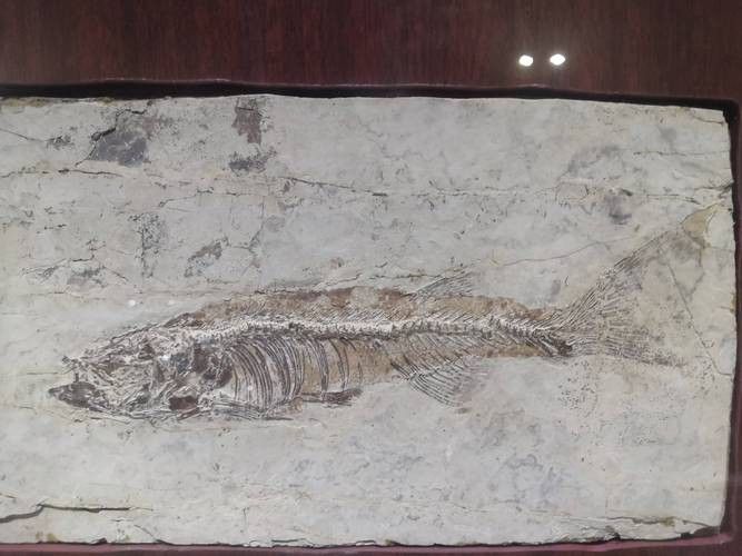 恐龍魚中哪一種最具有收藏價值（哪種恐龍魚最具有收藏價值）