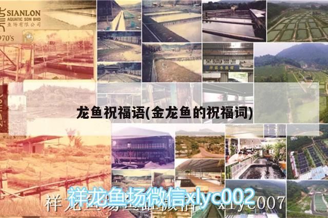 龍魚祝福語(yǔ)(金龍魚的祝福詞)（希君生羽翼，一化北溟魚，一化北溟魚的祝福語(yǔ)（一））
