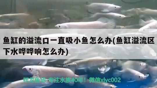 魚缸的溢流口一直吸小魚怎么辦(魚缸溢流區(qū)下水嘩嘩響怎么辦)（魚缸溢流口一直吸小魚怎么辦）