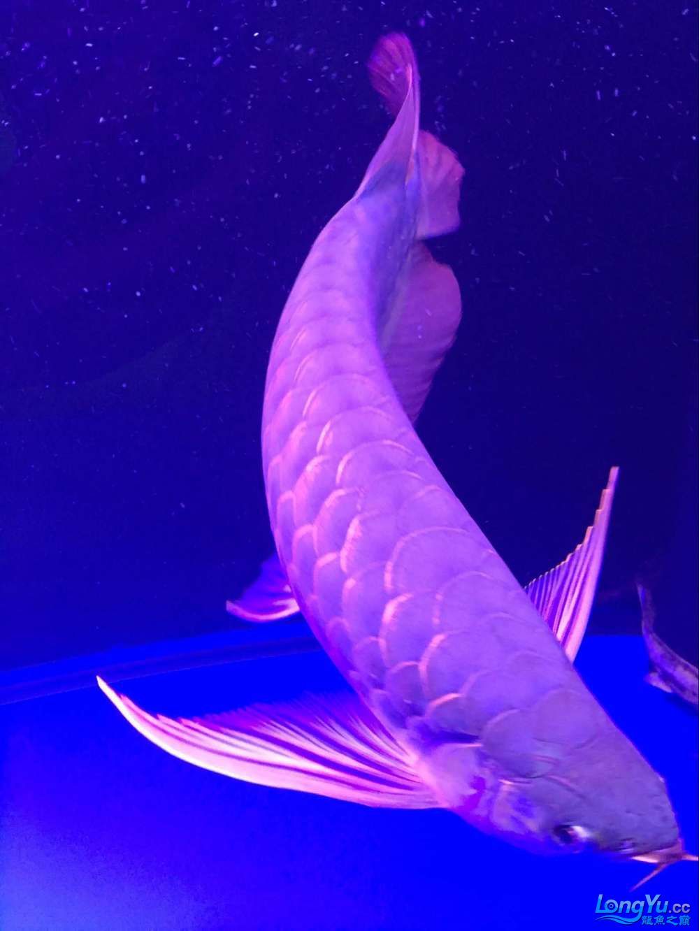 請高手看下是那種紅龍？同時分享我拍出真實效果照的心得（反光，只要關掉房間的燈，只開魚缸的燈，效果一流）