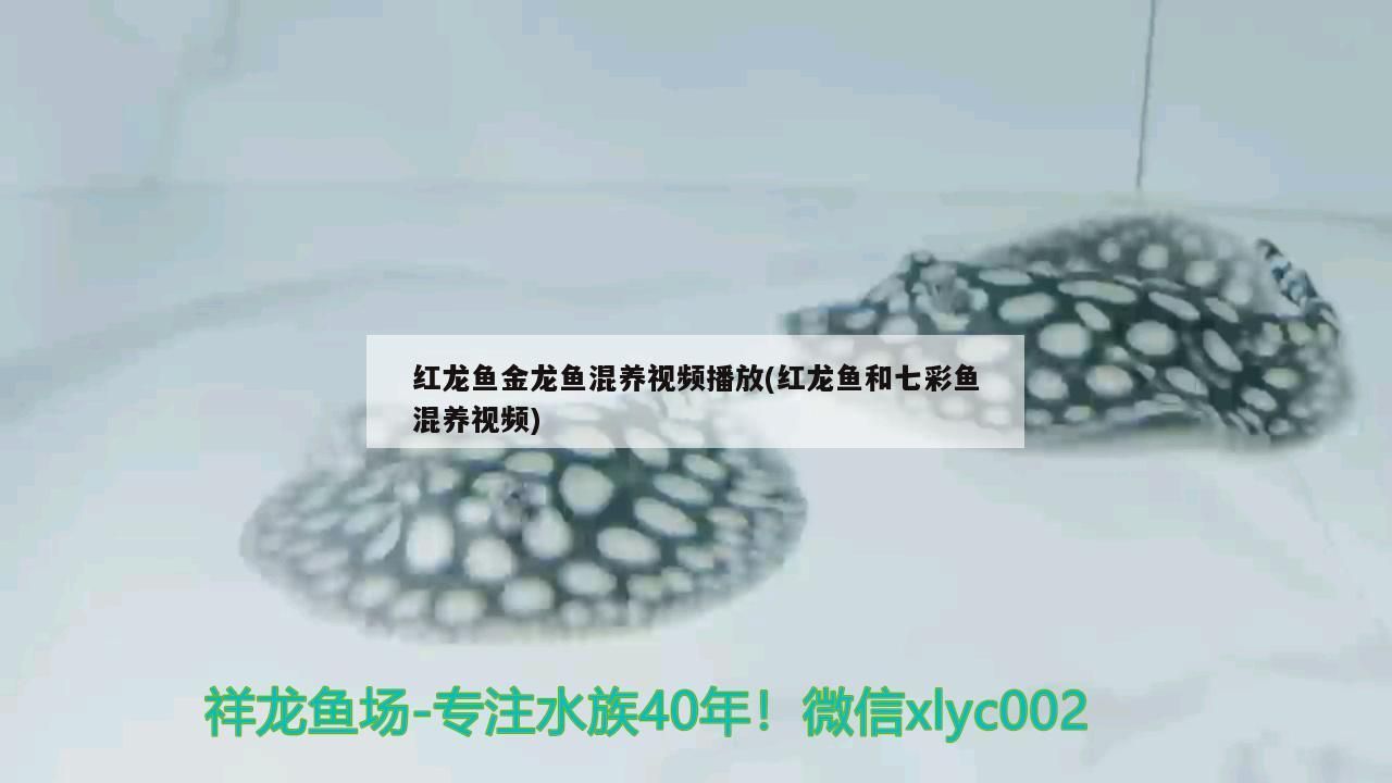 紅龍魚金龍魚混養視頻播放(紅龍魚和七彩魚混養視頻)（紅龍魚和金龍魚混養的注意事項）