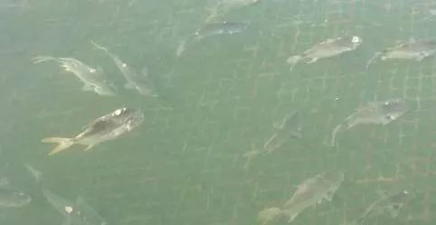 如何預防龍魚的小瓜蟲?。ㄓ^賞魚生了白點病(怎么預防小瓜蟲病治療三大方法） 如何預防龍魚的小瓜蟲病（觀賞魚生了白點病(怎么預防小瓜蟲病治療三大方法） 龍魚百科 第6張