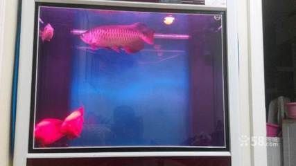 巴西亞魚與其他觀賞魚混養(yǎng)指南（巴西亞魚與其他觀賞魚混養(yǎng)的指南）