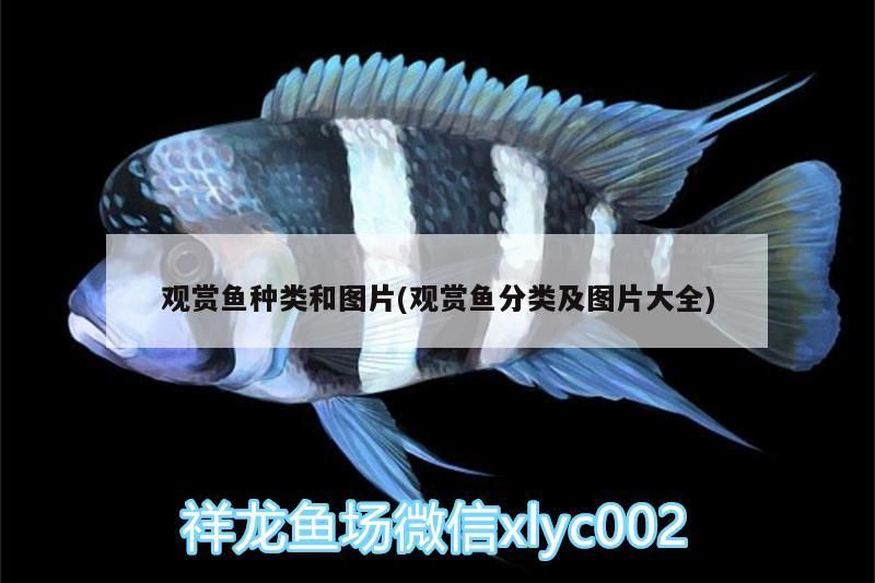 觀賞魚種類和圖片(觀賞魚分類及圖片大全)（觀賞魚的種類和圖片）
