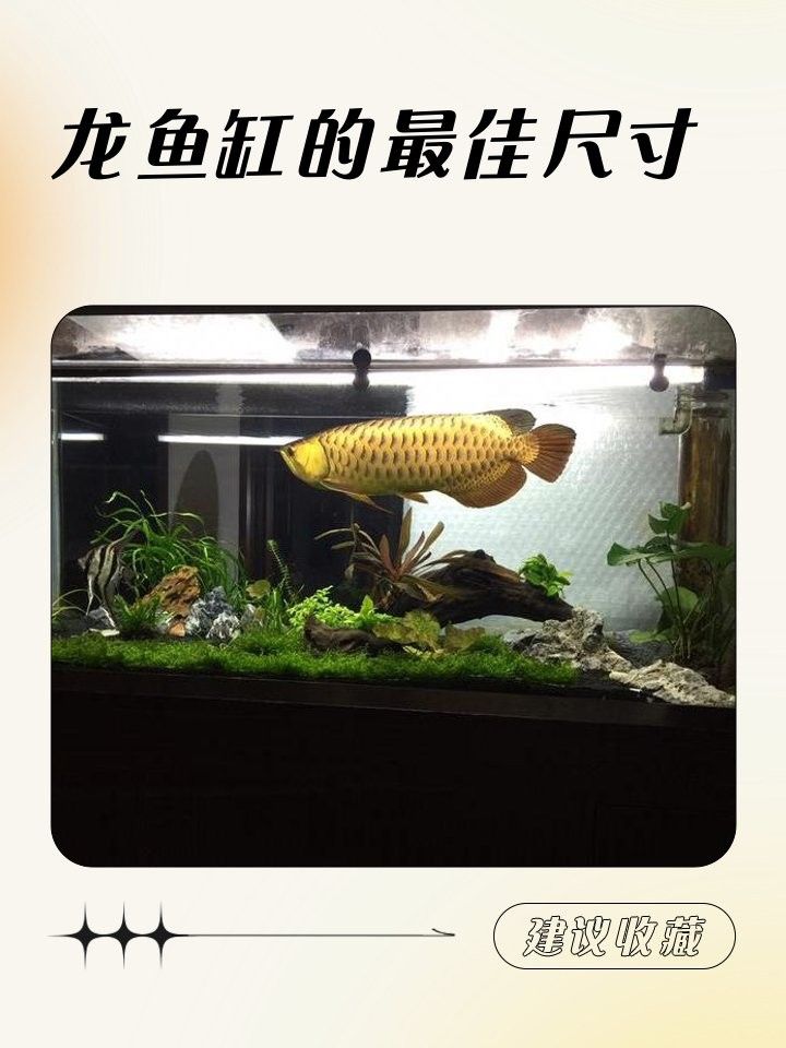 龍龜魚缸需要多大的空間？（龍魚缸尺寸解析）