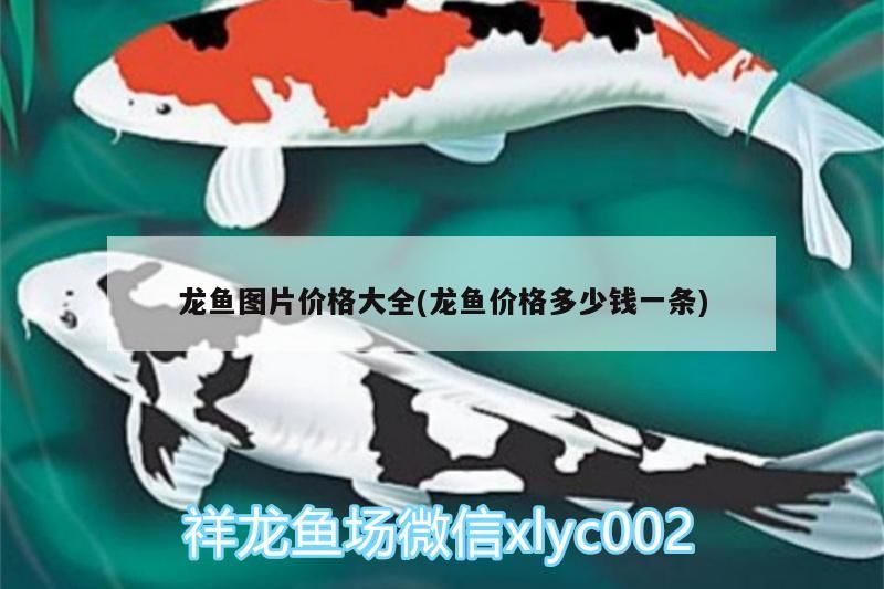 龍魚圖片價(jià)格大全(龍魚價(jià)格多少錢一條)