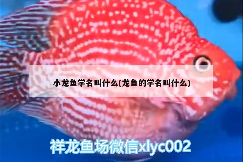 小龍魚學名叫什么(龍魚的學名叫什么)