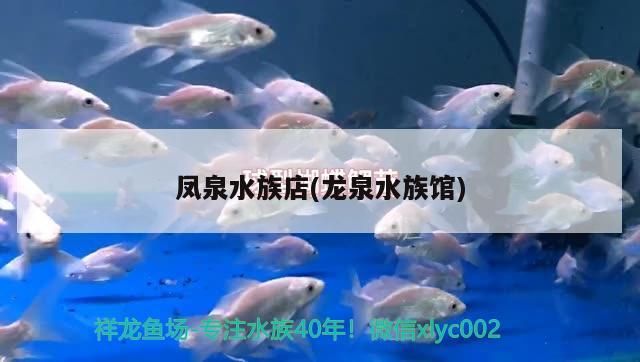 鳳泉水族店(龍泉水族館)