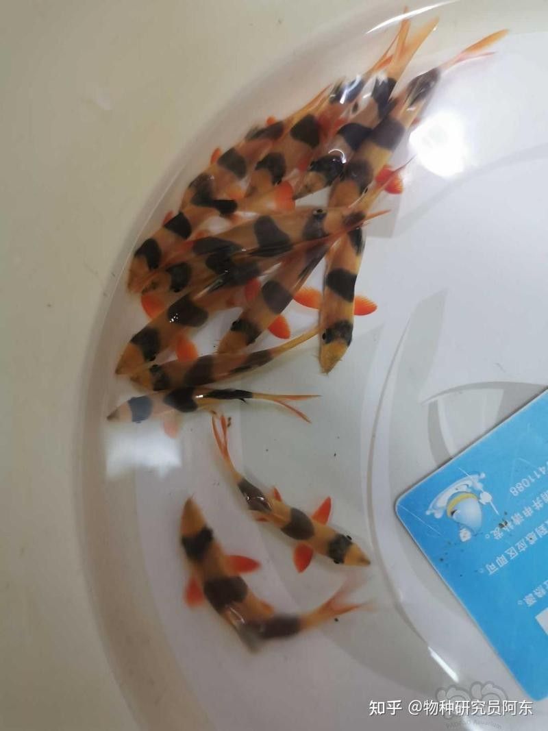 龍魚和三間鼠混養(yǎng)的成功案例（龍魚與三間鼠混養(yǎng)的成功案例） 龍魚和三間鼠混養(yǎng)的成功案例（龍魚與三間鼠混養(yǎng)的成功案例） 龍魚百科 第1張