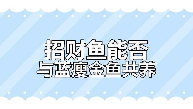如何選擇適合與招財龍魚混養(yǎng)的魚類