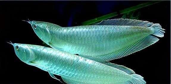 如何選擇適合與招財龍魚混養(yǎng)的魚類