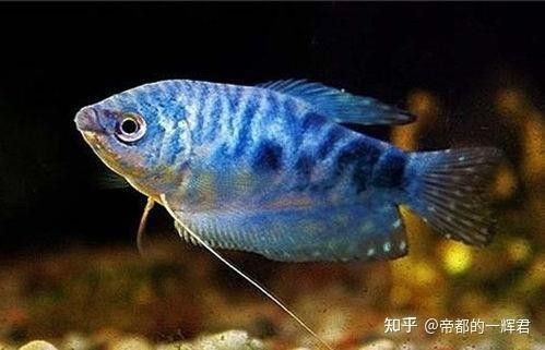 藍曼龍魚多久換一次水？（曼龍魚多久換一次水）
