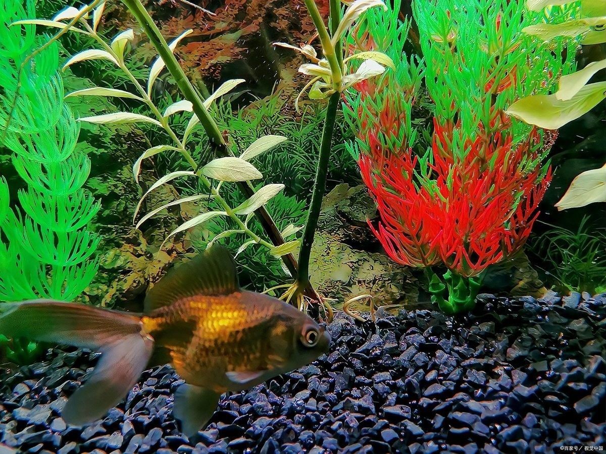 藍曼龍魚多久換一次水？（曼龍魚多久換一次水）