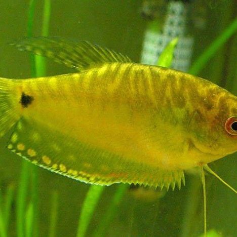 藍曼龍魚多久換一次水？（曼龍魚多久換一次水）