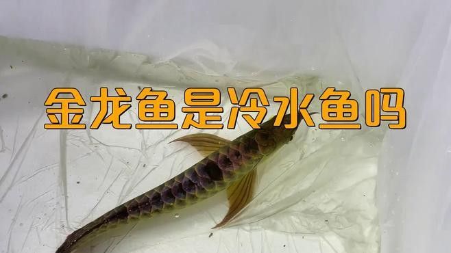 炮彈頭金龍魚的最佳養殖環境（炮彈頭金龍魚的養殖方法）
