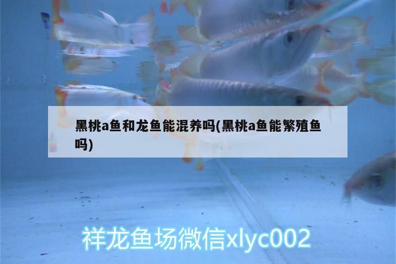 黑桃a魚和龍魚能混養嗎(黑桃a魚能繁殖魚嗎)