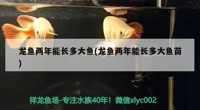 龍魚兩年能長多大魚(龍魚兩年能長多大魚苗)（龍魚兩年能長多大魚）