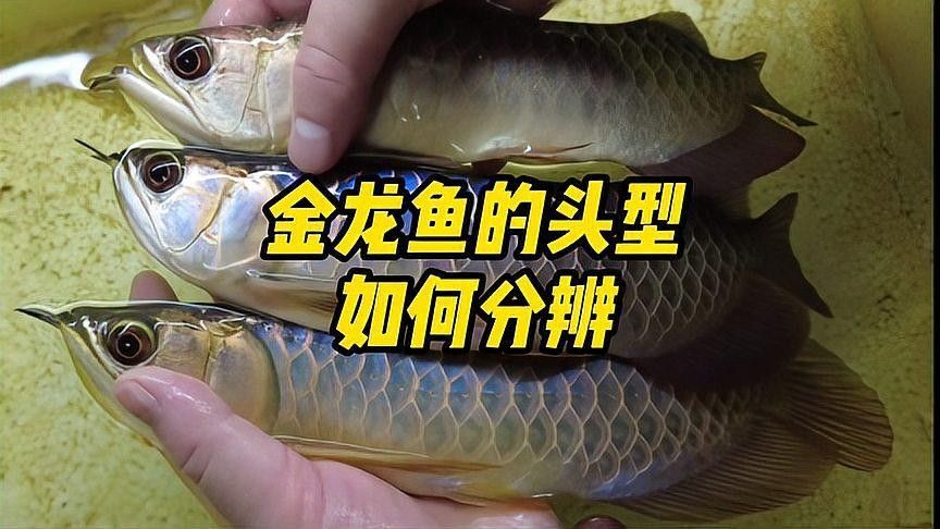 如何區(qū)分古典金龍魚的稀有品種（如何鑒別古典金龍魚中的稀有品種）