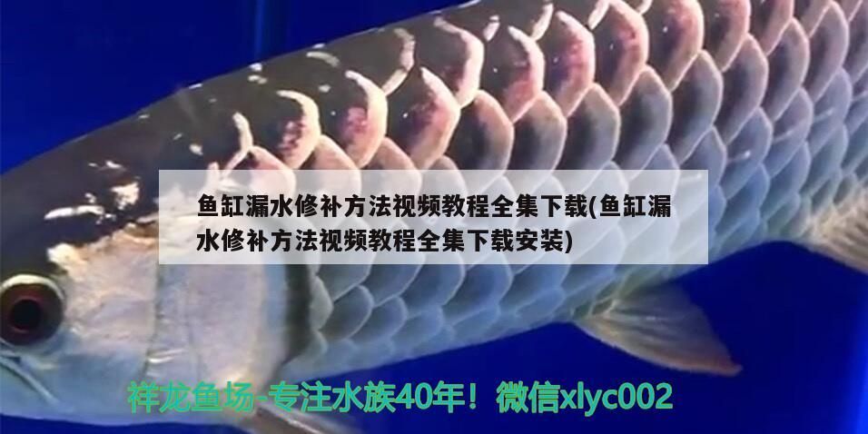 魚缸漏水修補方法視頻教程全集下載(魚缸漏水修補方法視頻教程全集下載安裝)