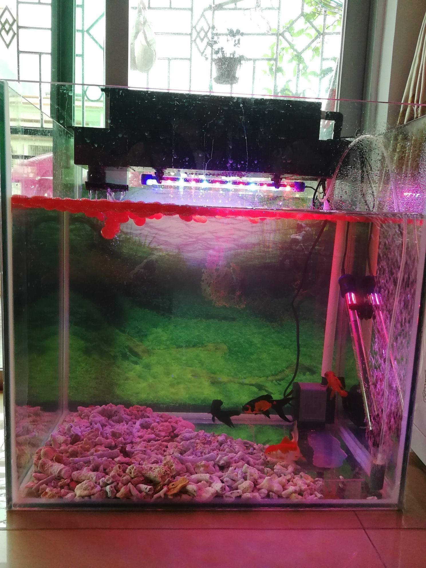 蚌埠觀賞魚市場新開的羅漢缸（蚌埠觀賞魚市場新開的羅漢缸是一家專注于觀賞魚銷售的專業店鋪）