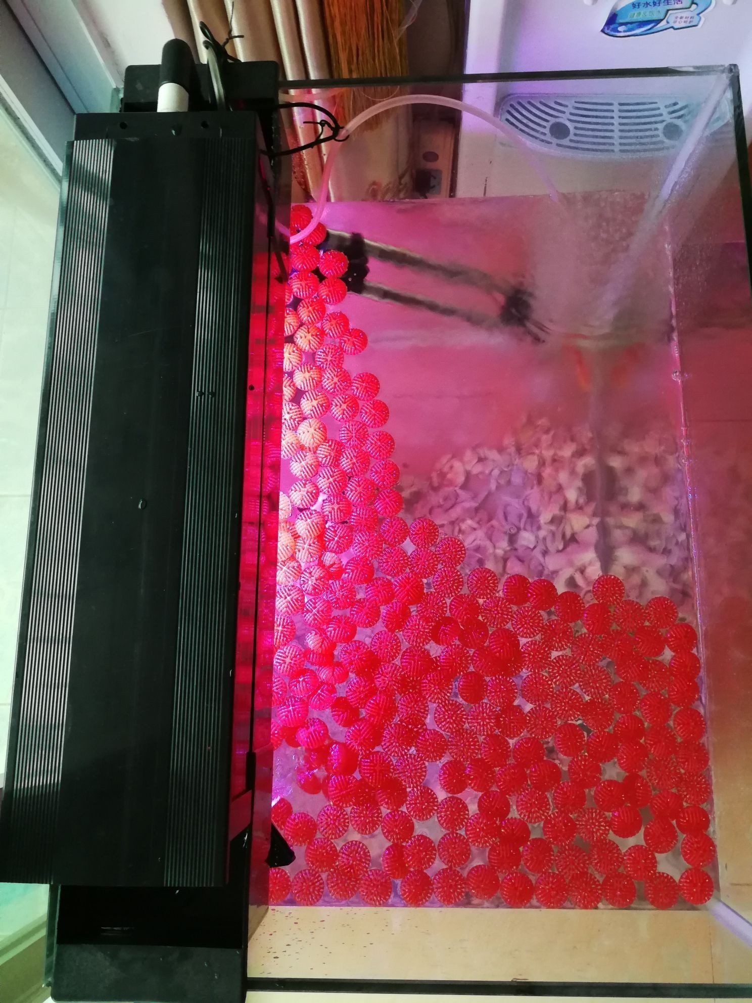 蚌埠觀賞魚市場新開的羅漢缸（蚌埠觀賞魚市場新開的羅漢缸是一家專注于觀賞魚銷售的專業店鋪）